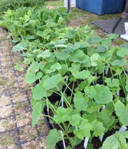Summer Plant Starts