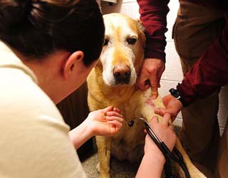 Pet Care & Supplies