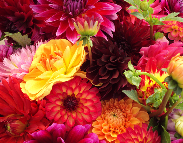 Flowers