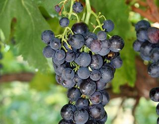 Wineries, Distilleries & Microbreweries