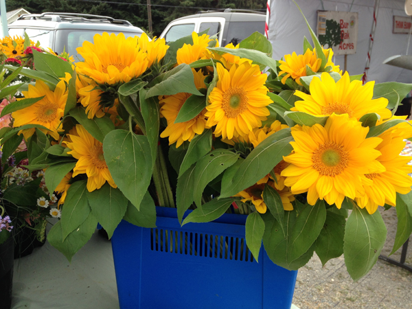 Sunflowers