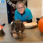 animal hospital2 144x144