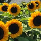 flowersbythebay2 144x144