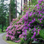 meerkerk e1432669732123 144x144