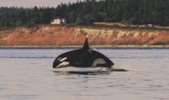 orca network 243x144