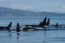 orca network2 216x144