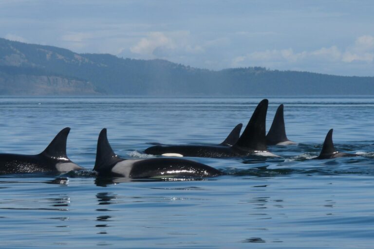 orca network2 768x512