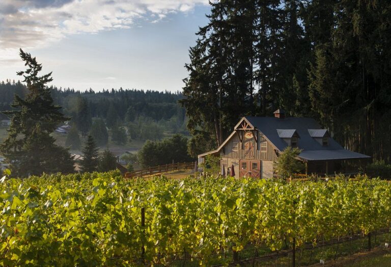 spoiled dog winery 768x526