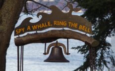whalebell park2 232x144