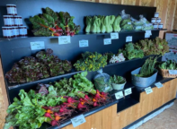 whidbey island grown coop1 197x144