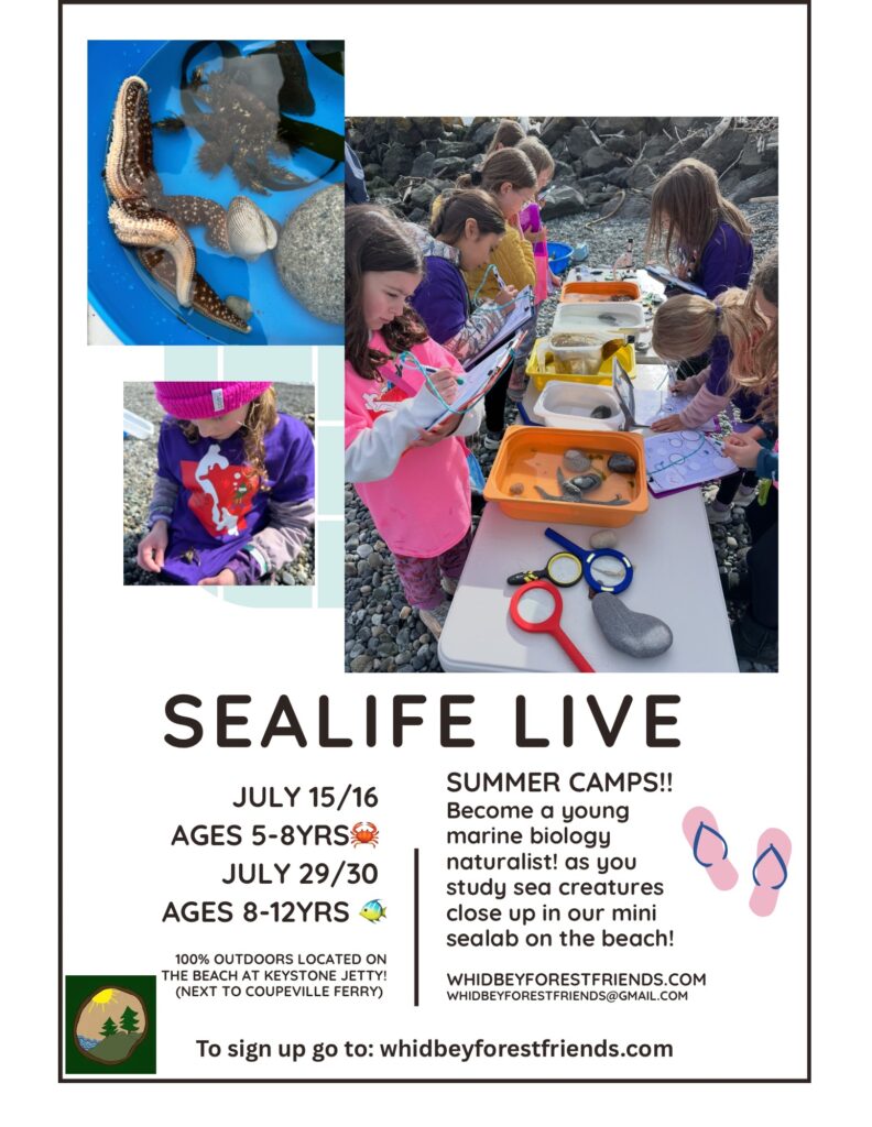 White Illustration Style Pool Party Flyer (1) Whidbey Forest Friends