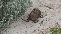 seal pup