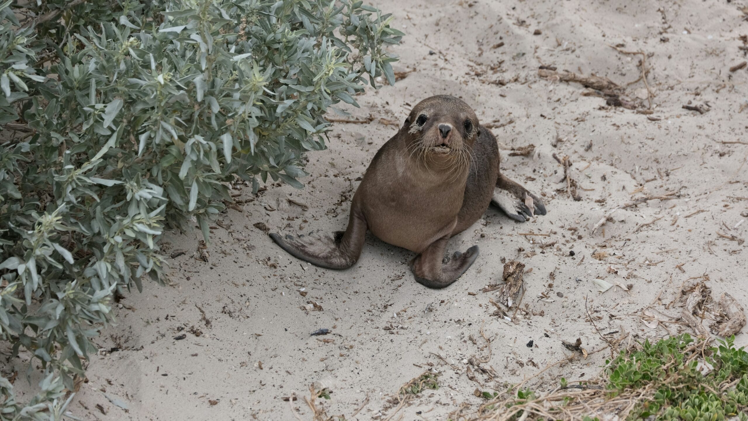 thomas-gabernig-c6MhF2Ak6F8-unsplash seal pup