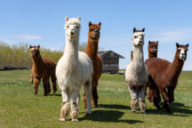 Alpacas3 1 216x144