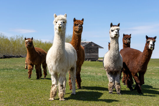 Alpacas3 1